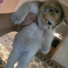 Чистокровные шотландцы.