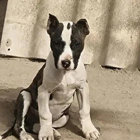 Pitbul   Амстаф