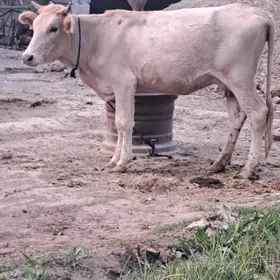 Gysyr sygyr 1 guzlan