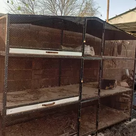 satlyk towuk ketek gysagly