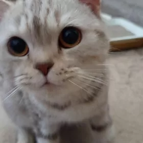 Британский Мурзик