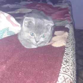 котята  шотладские