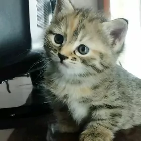 пишик чагасы