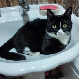 В добрые руки