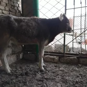 OKUZ ŞWES TOHIM MAL