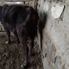 OKUZ ŞWES TOHIM MAL