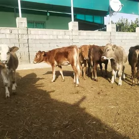 Тувелер имде дуран бир окиз