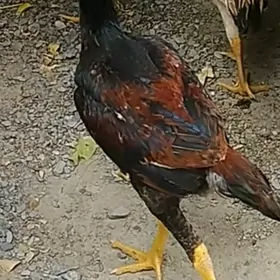 Ташкент хораз