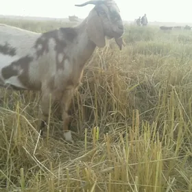 Пакистан гечи