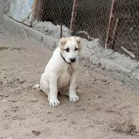 alabaý 2 aýlyk köpek