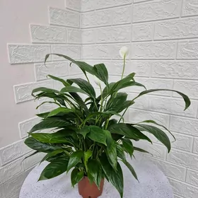 цветок женская счастье