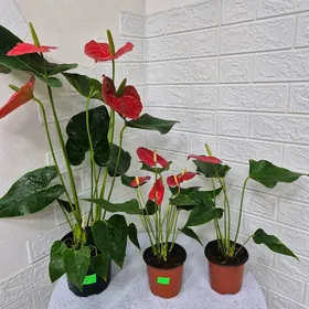 цветок мужской счастье