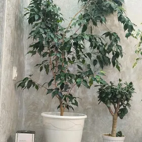 фикус Бенжамин