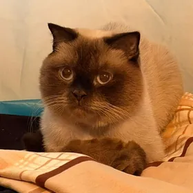 СЯМСКИЙ КОТИК