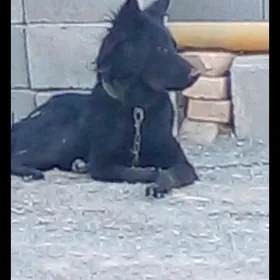 авчаока.  немис