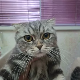 нашли кошку