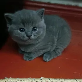 шотландские прямоухие котята