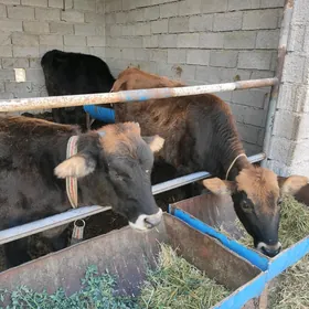 Gulajyn şwes parada