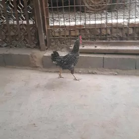 daminat  juje horaz gigant