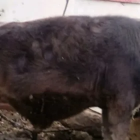 okuz,tuwe,gysyr,sygyr,