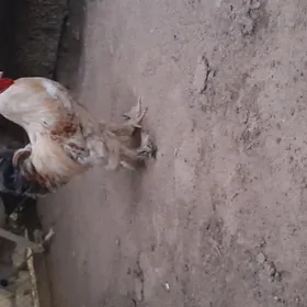 Balgar Horaz gigant paroda