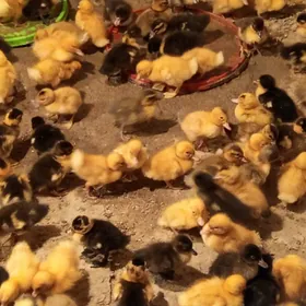 gak gak ördek jüýje