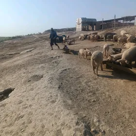 ишгер герек