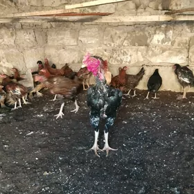 BAYES BRAMA TURKMEN TOWUK