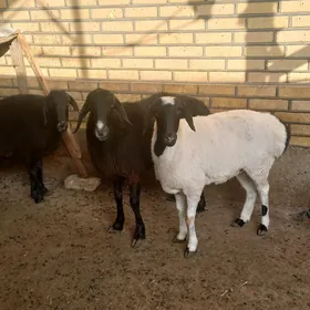 гисар гоюнлар