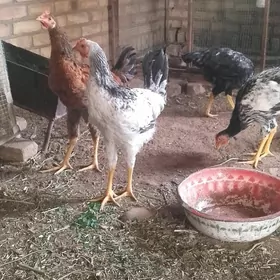 гигант хораз