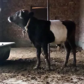 Öküz Gibrit 8 aýynda