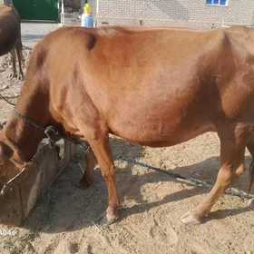 sygyr gòleli.            òkuz