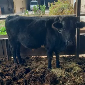 Satlyk okuz we unajyn