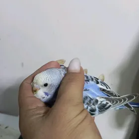 попугай popugay