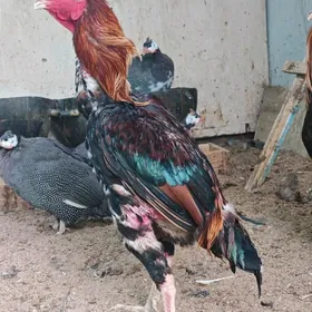 Taşkent horoz Obmen