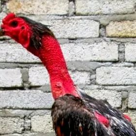 BAYES JÜJE CYKARYP BERÝAN