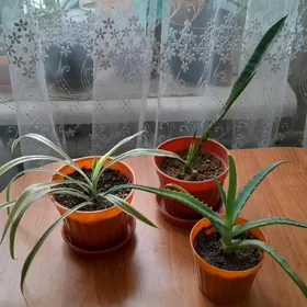 растения цветы  gul