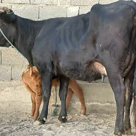 goleli sygyr tohum mal