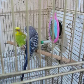 wolnisty popugaýlar