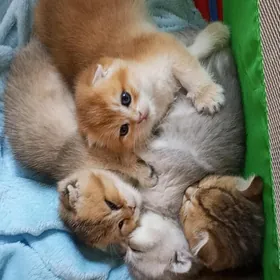 Шотландские котята