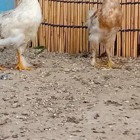 Balakly juyje 3aylyk