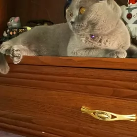 Вислоухая кошка Отдам даром