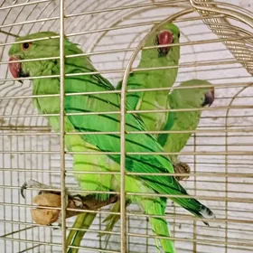 попугай ожереловый