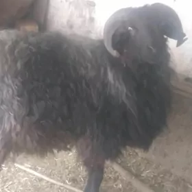 goç koçkar we goyin