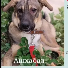 в добрые руки!