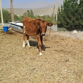 Okuzçe golejik gbrit