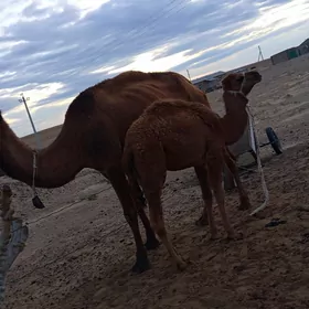 4 Botlan torumly duye