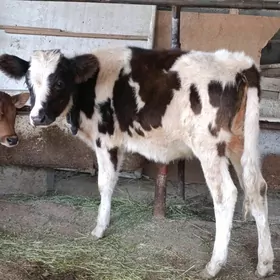 ala gatyşyk gibrit tuwe