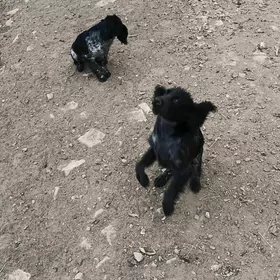 Ахотничи гужик