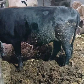 окуз баклык